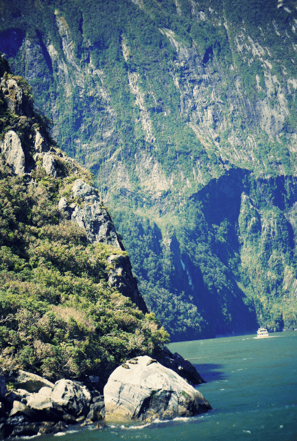 Milford Sound seals