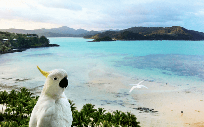 hamilton island FAQs