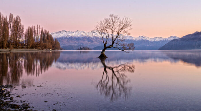 how to find That wanaka tree in wanaka new zealand 