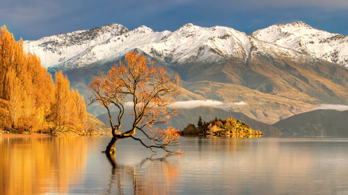 how to find That wanaka tree in wanaka new zealand 