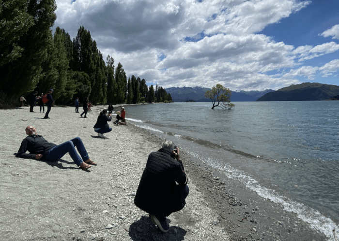 That wanaka tree in wanaka new zealand 