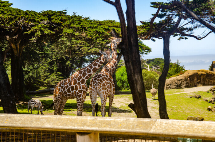 romantic date ideas in San Francisco