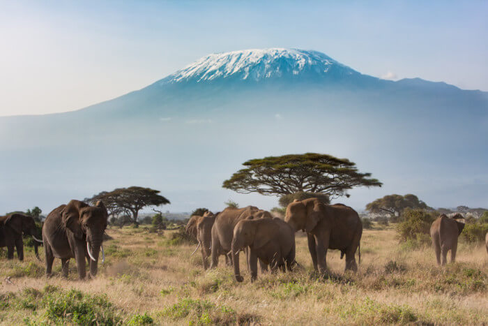 Planning A Trip To Kilimanjaro