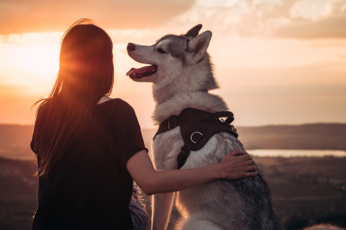 ear defenders for dogs