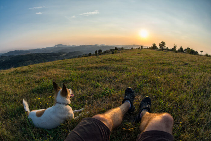 where to buy ear defenders for dogs