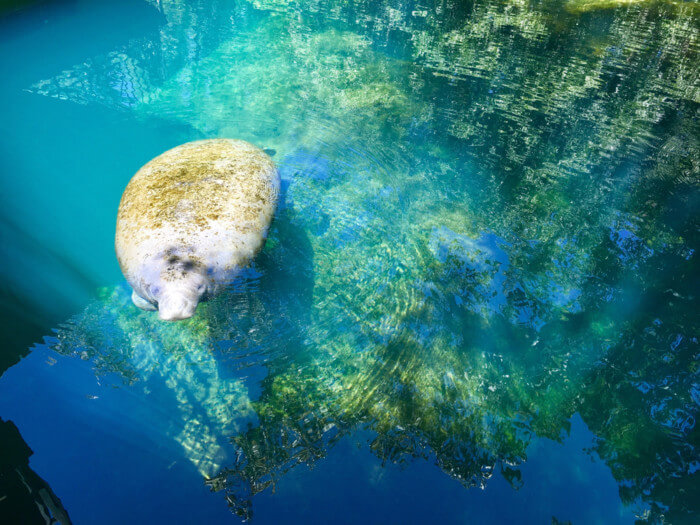 Best-Places-to-See-Manatees-in-Florida-state