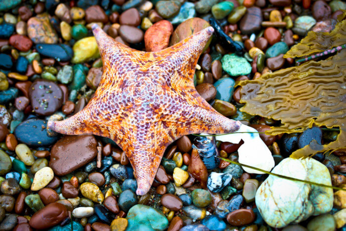 Moonstone Beach
