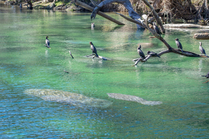 list-of-Best-Places-to-See-Manatees-in-Florida