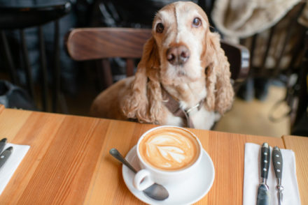best dog friendly restaurants in Orlando