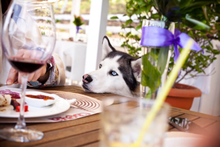 Top 11 Dog friendly restaurants in Orlando (that you'll love!) - The