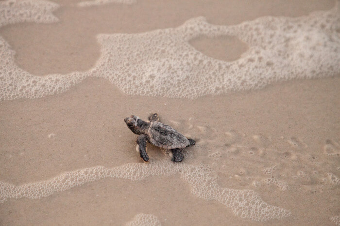 best places to see turtles nesting in the USA