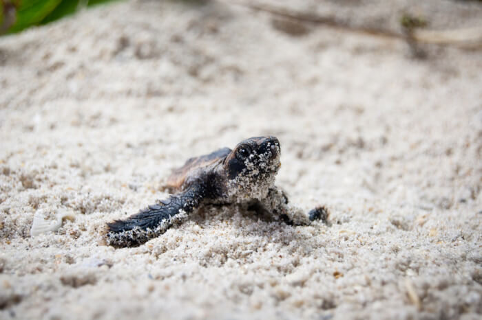 turtles nesting in the USA