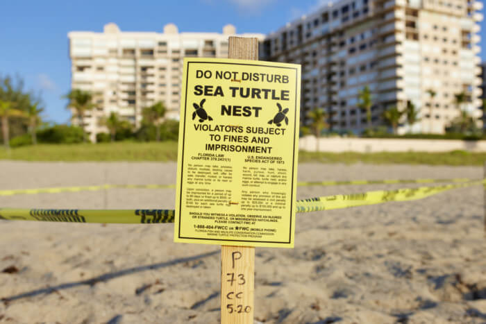 where can i see turtles nesting in the USA