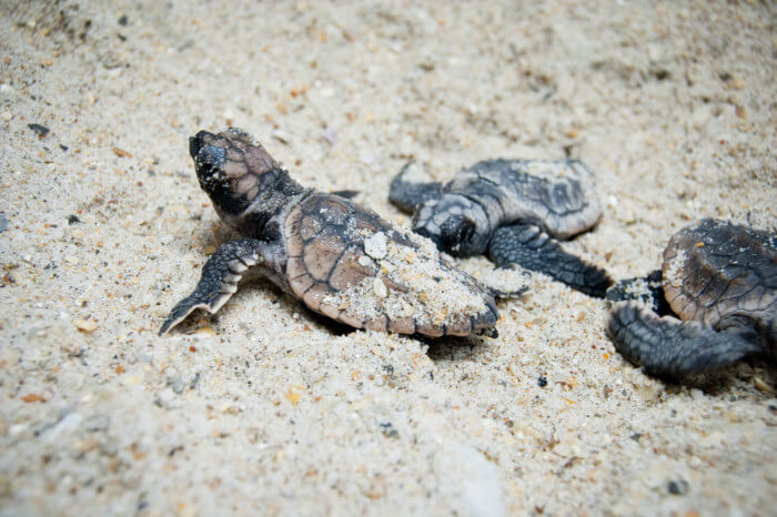 where can i watch turtles nesting in the USA