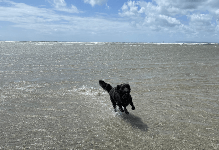 dog friendly west wittering beach