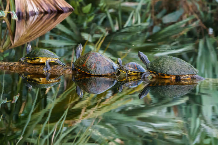 Turtles,On,A,Log,In,Boynton,Beach,,Florida