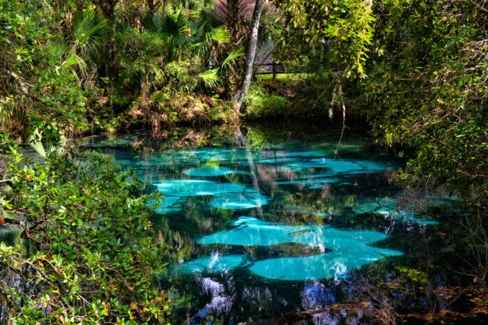 are dogs allowed at juniper springs