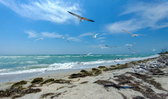 Seagulls,Flying,Over,The,Beach,In,Fort,De,Soto,Park