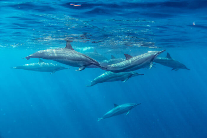 places to swim with dolphins in florida