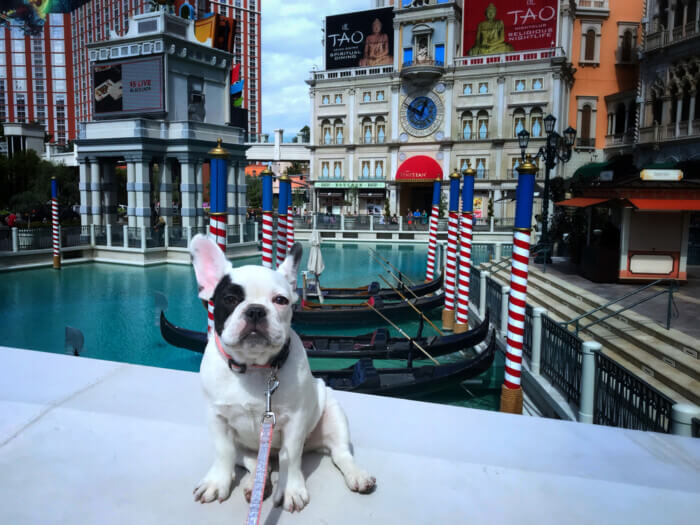 pet friendly hotels in Las Vegas