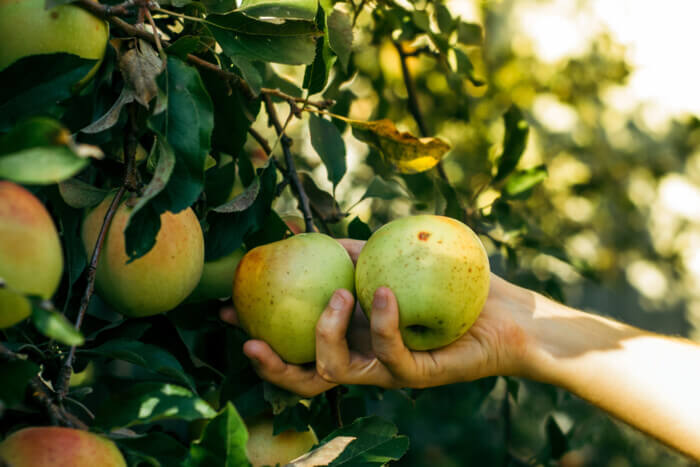 apple picking in NY