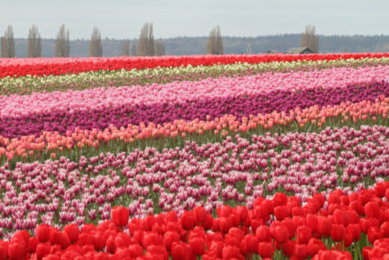 best Tulip fields in the USA