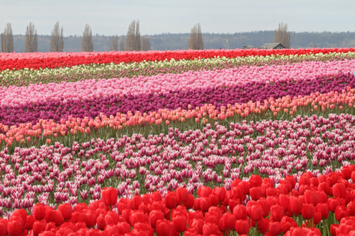 best Tulip fields in the USA