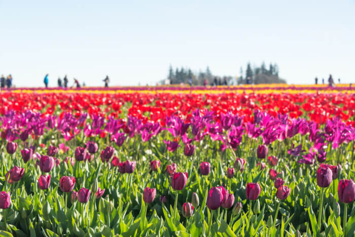 Top 10 Best Tulip Fields In The Usa