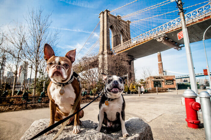 Dog-Friendly Hotels in NYC