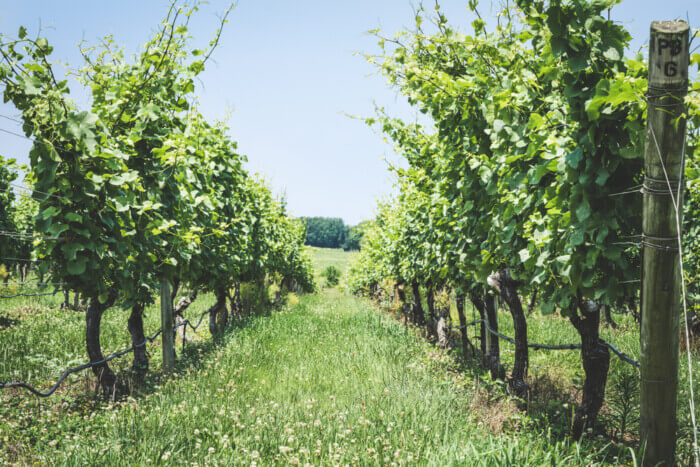 Long Island wineries and vineyards